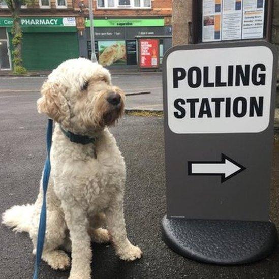 Dog stands outside in the rain next to a polling station sign