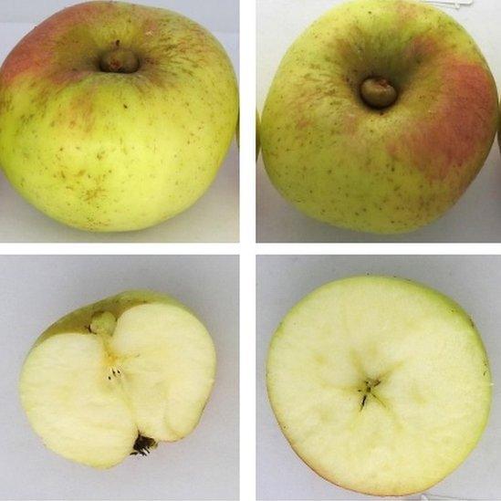 Different views of the apple