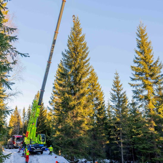 The tree is loaded onto a ship avoiding any contact with salt water, which could damage it, and sets sail for the UK