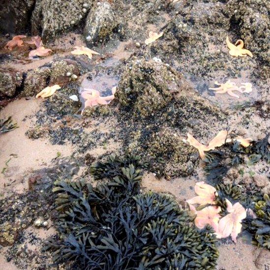 Starfish at Rosemarkie beach