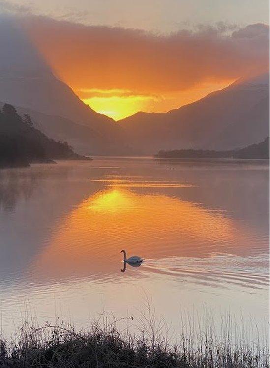 Alarch ar Lyn Padarn