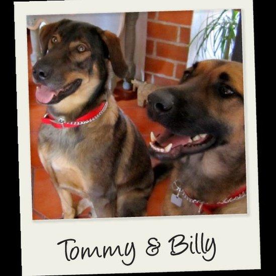 Dr Polsner's dogs Tommy and Billy