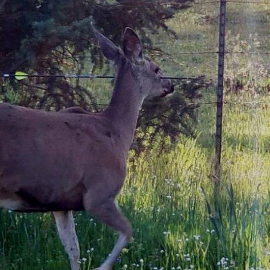 deer shot with arrow