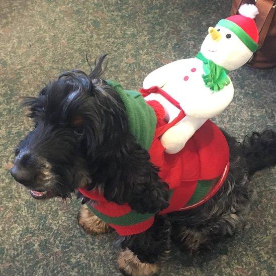 Nesbitt the dog wearing a Christmas jumper with a snowman figure on the back of his jumper