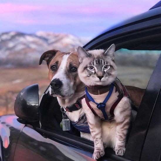 Dog and cat staring outside of a car, with lilac sky visible