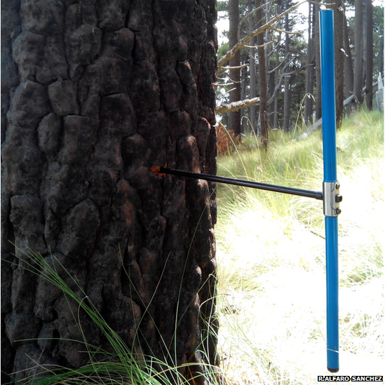 Tree sample collection from a pine tree (Image: Raquel Alfaro-Sanchez)