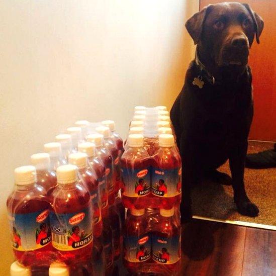 Barney the dog and Moray Cup