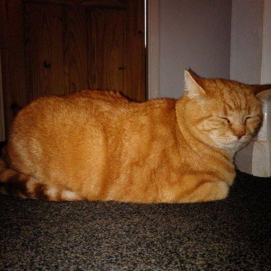 Ginger cat Eric with closed eyes sitting peacefully