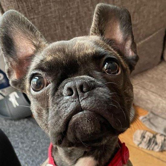 Laura Owen's puppy Daisy ate a fruit cake and needed to visit the vets.