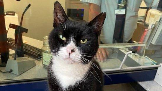 cat sat on a train station kiosk