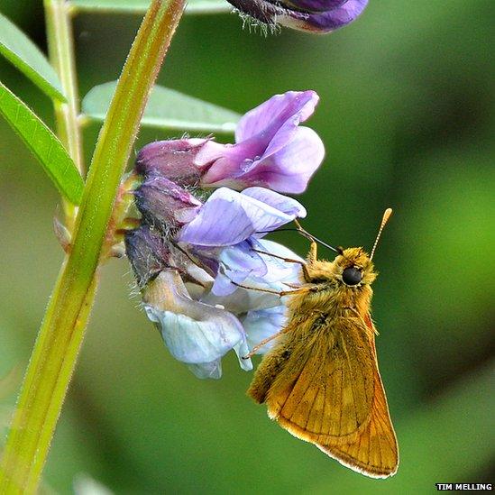 Large Skipper butterfly