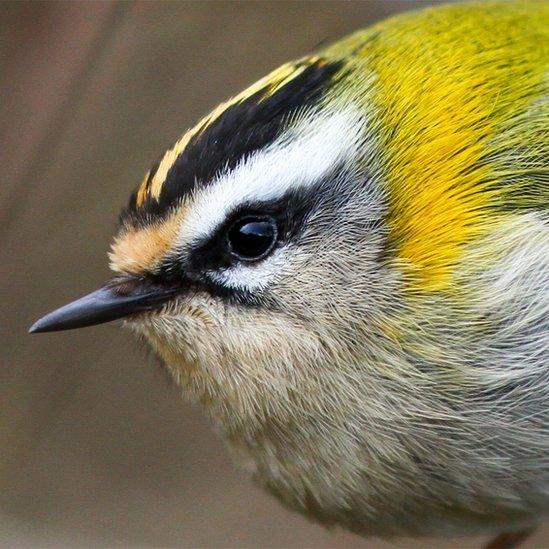 A flame wren