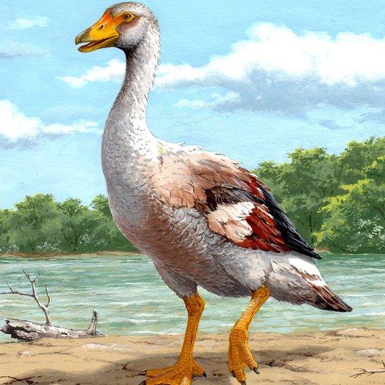 Artist illustration of extinct goose