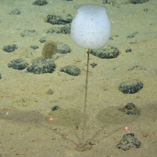 Tulip-shaped sea sponge known as a Hyalonema