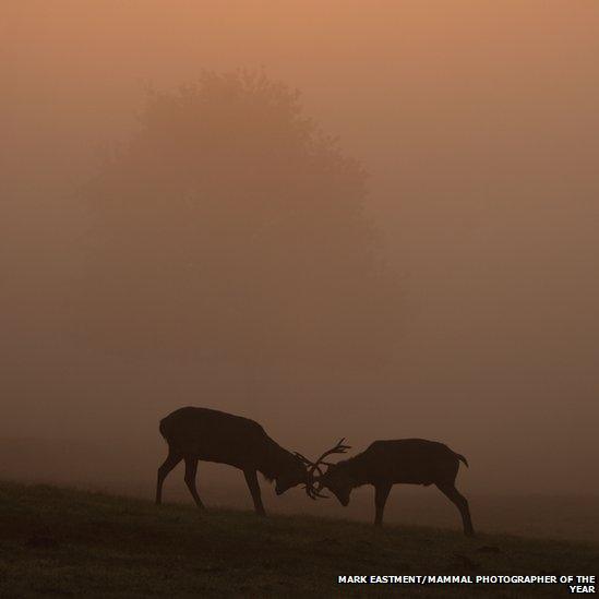 Deer rutting in low light