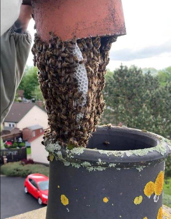 Bees being removed from a chimney