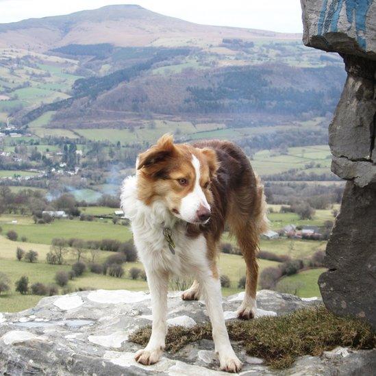 Dog, Popi, at the 'Lonely Shepherd' stone near Gilwern, Monmouthshire