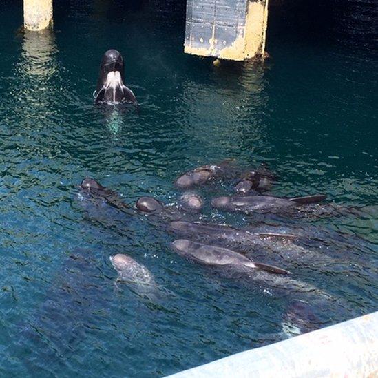 Pod of pilot whales