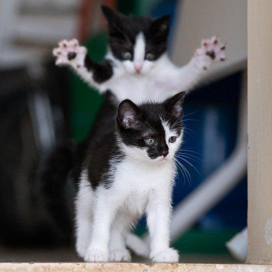 Image shows two kittens