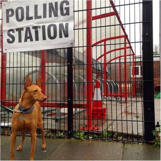 Dog at a polling station