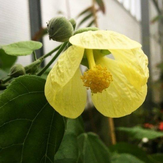 The yellow fatu (Abutilon pitcairnense)