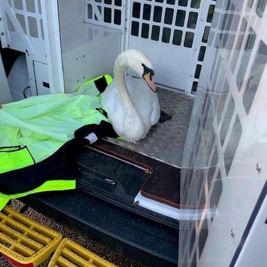 Swan in the back of a police van