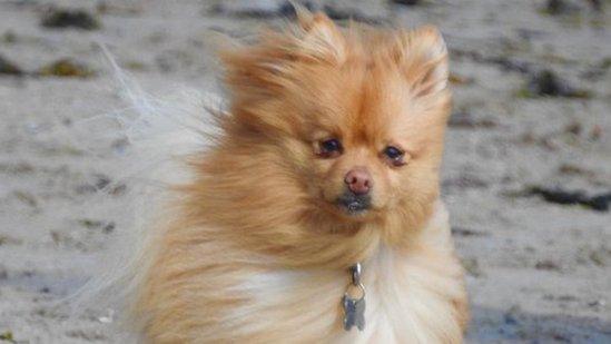 windswept dog on Belfast Lough via Danny McGuigan