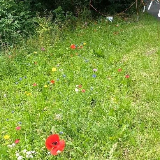 Wildflowers on a verge