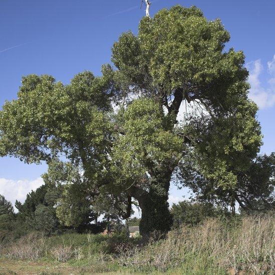 Black Poplar