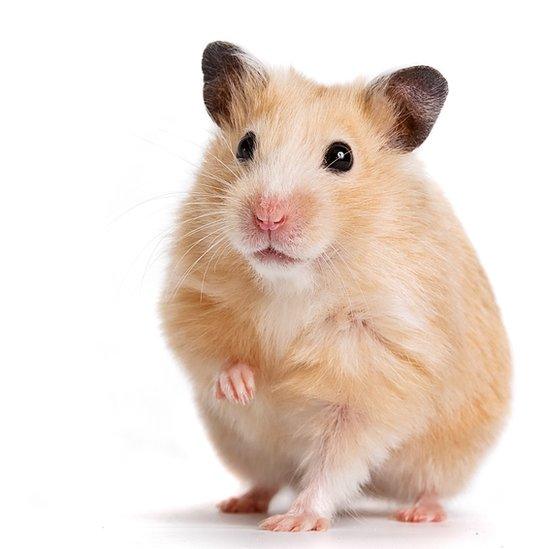 A hamster