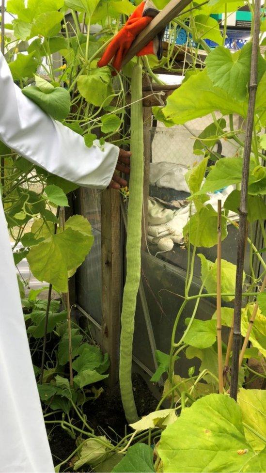 Super long cucumber hangs from plant