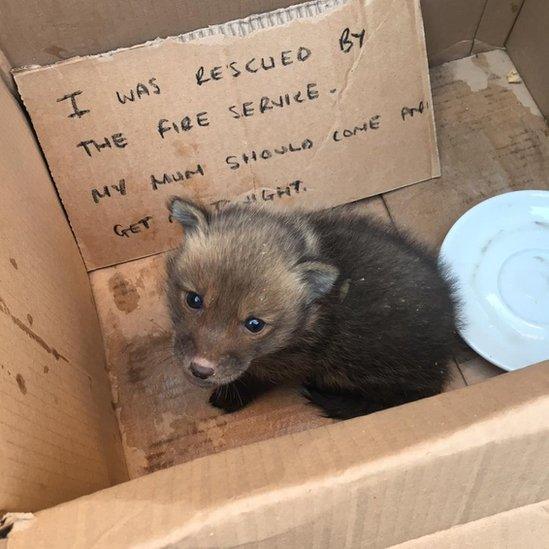 Ian the fox cub