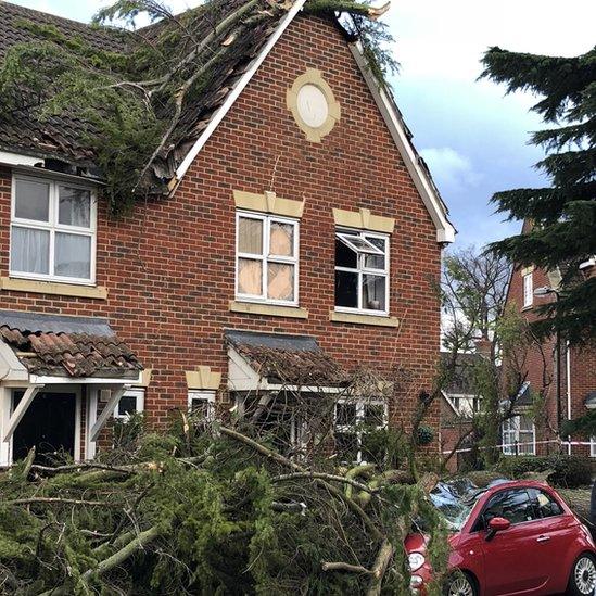 Fallen tree on house and car