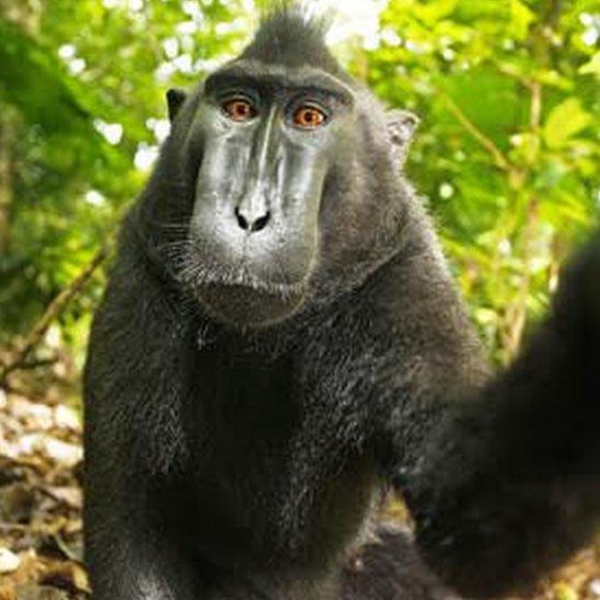 Selfie taken by macaque money in Indonesia in 2011