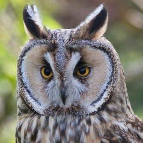 Long eared owl