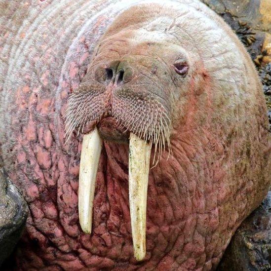 Walrus