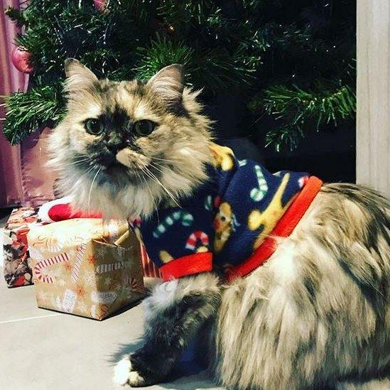 Cat wearing a Christmas jumper