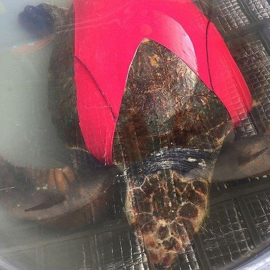 Turtle wearing customised suit designed by University of Queensland researchers