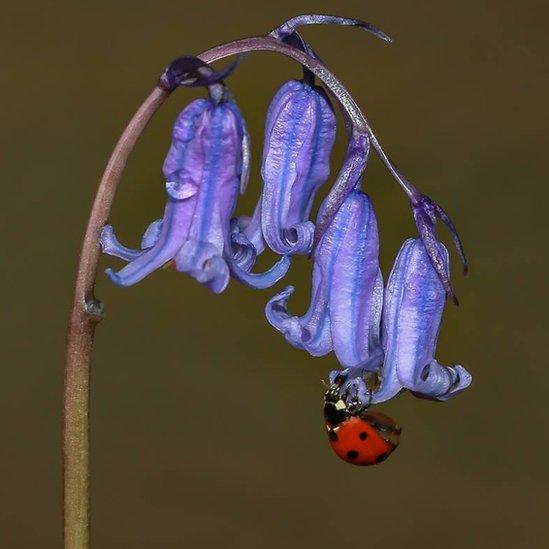 Ladybird on a bluebell