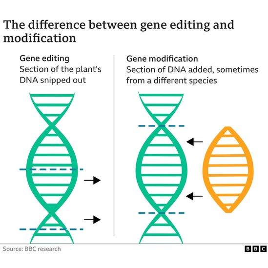 graphic describing difference between gene editing and genetic modification