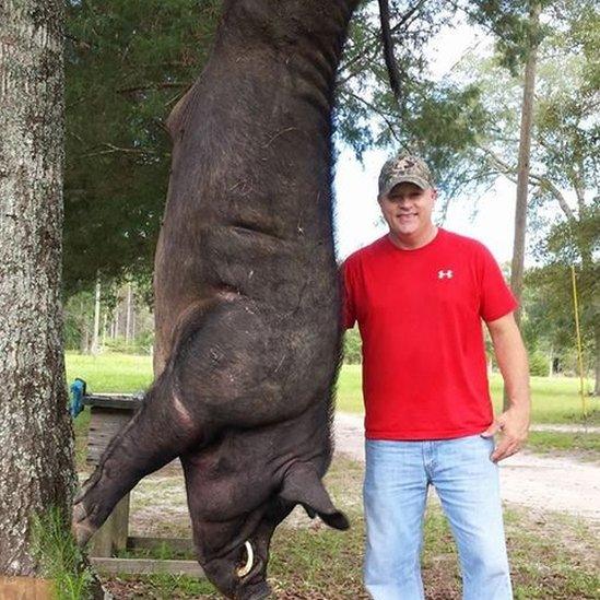 Wade Seago with the dead wild boar (July 2017)