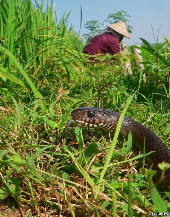 rat snake in a paddy field