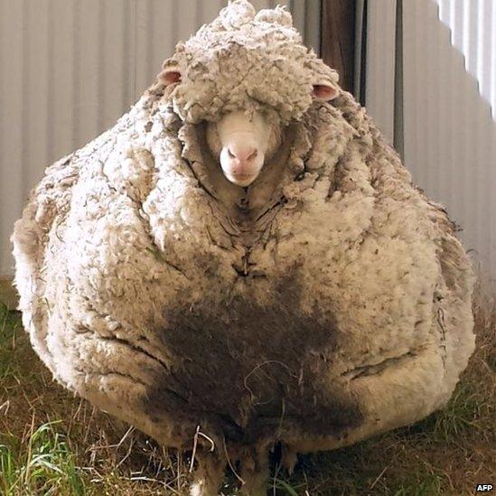 A heavily overgrown sheep near Canberra