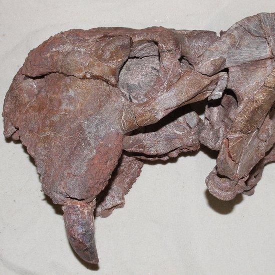 dicynodont-skull.