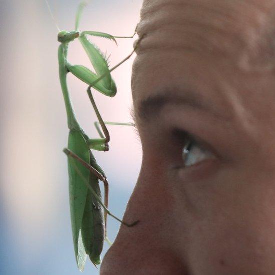 A zookeeper counts Praying Mantis during the annual stocktake at ZSL