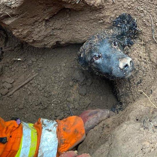 Dog stuck in the mud