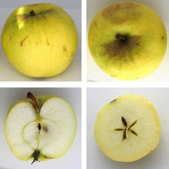 Four different views of the apple, including a look inside a cut apple, showing its core