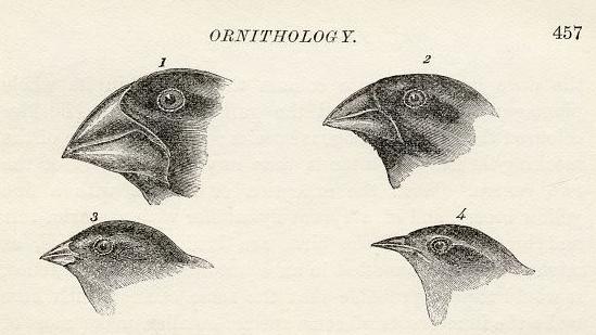 Illustrations of finches with beaks adapted to different diets observed by Charles Darwin in September-October 1835 in the Galapagos Islands. The black and white drawings show four pictures of birds, each with differently-shaped beaks. The drawings are numbered and the page is headed Ornithology.