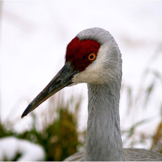 Sandhill crane