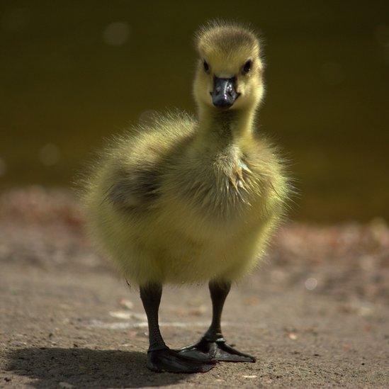 Goose chick